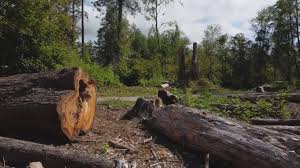 Best Storm Damage Tree Cleanup  in Hargill, TX