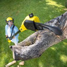 Professional Tree Care  in Hargill, TX