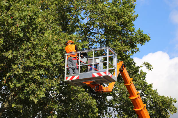 How Our Tree Care Process Works  in  Hargill, TX